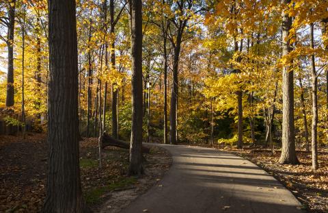 Paved trail curving into wooded area with fall foliage in bloom