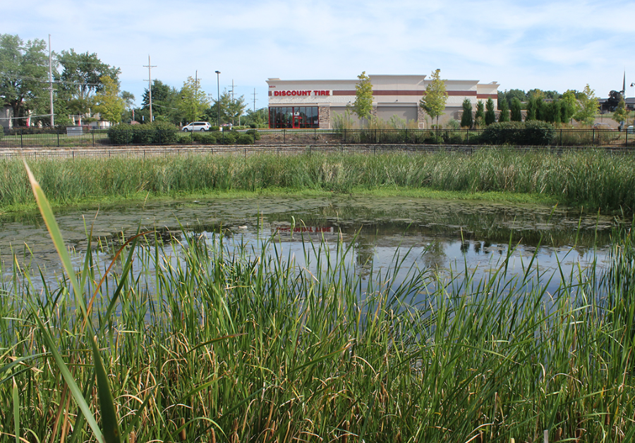 Bio retention feature including native grasses and a pond outside of an office park