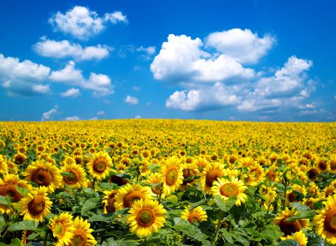 A field of wild sunflowers under a bright blue sky