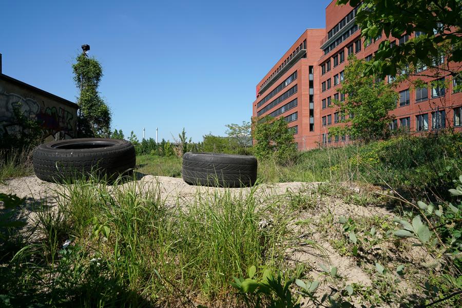An abandoned building with overgrown plants and tires