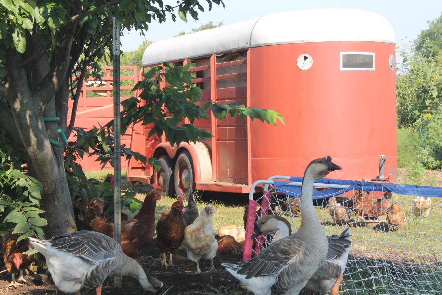 Chickens and geese at Urbavore Urban Farm