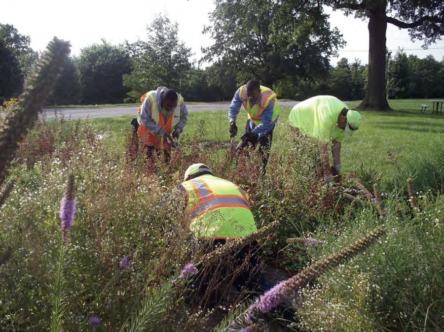 Workers maintaining a bed of native plants